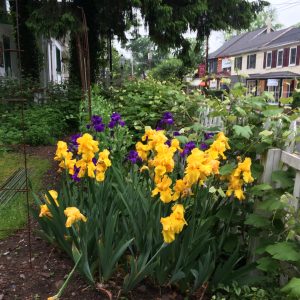 Yellow Iris in the Locktender's House Garden