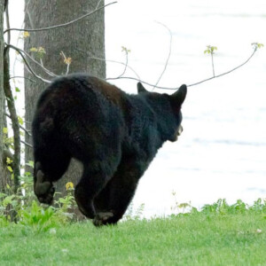 Bear new Indian Rock Inn