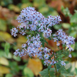 Wild Aster