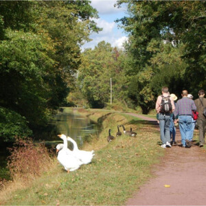Canada Geese and domestic ducks greet canal towpath visitors Canada Geese and domestic ducks greet canal towpath visitors