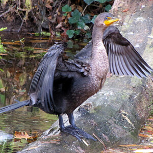 Double Crested Cormorant on the Delaware Canal Double Crested Cormorant on the Delaware Canal