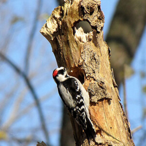 Downy Woodpecker at WyHitTuk Park Downy Woodpecker