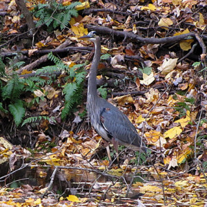 Great Blue Heron in Yardley, PA Great Blue Heron Yardley