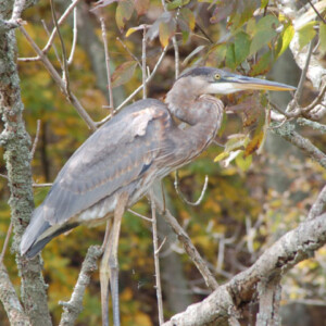 Heron in a Tree Heron in aTree