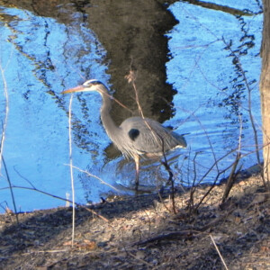 Heron on the Canal Bank Heron