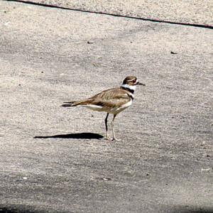 Killdeer Killdeer