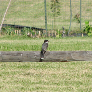 Kingbird Along the Delaware Canal Towpath Kingbird Perched on Fence