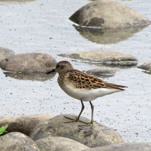 Least Sandpiper on river rocks Least Sandpiper