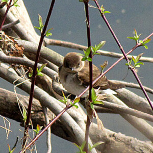 Northern Roughwinged Swallow Northern Roughwinged Swallow