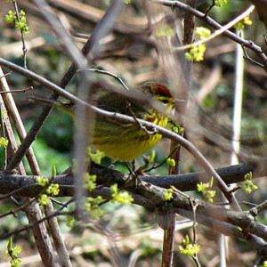 Palm Warbler Palm Warbler
