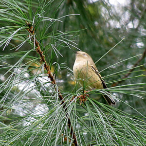 Ruby Crowned Kinglet Ruby Crowned Kinglet