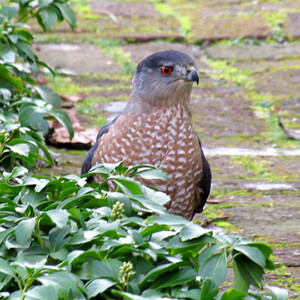 Sharp-Shinned-Hawk Sharp Shinned Hawk
