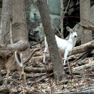 Albino Deer