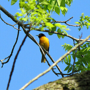 Baltimore Oriole Baltimore Oriole