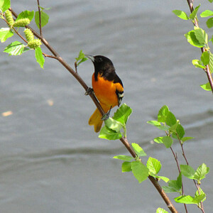Baltimore Oriole Baltimore Oriole