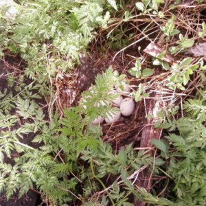 Canada goose eggs Canada goose eggs