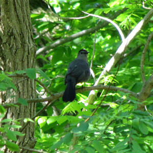 Gray Catbird Gray Catbird