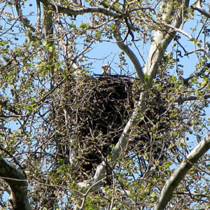 Eagle in Nest Eagle in Nest