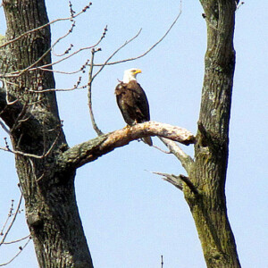 Bald Eagle Perching Bald Eagle Perching