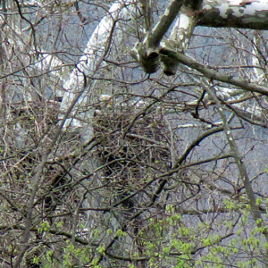 Eagle's nest Eagle's nest