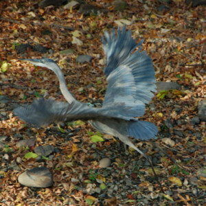 Heron taking off for a flight Heron taking off for a flight