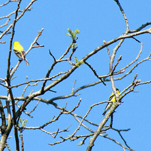 American Goldfinch American Goldfinch