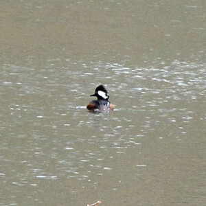 Hooded Merganser Hooded Merganser