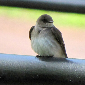 Northern Rough Winged Swallow Northern Rough Winged Swallow