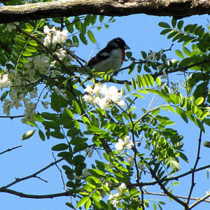 Rose Breasted Grosbeak Rose Breasted Grosbeak