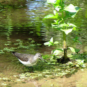 Sandpiper Sandpiper
