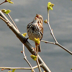 Song Sparrow Song Sparrow