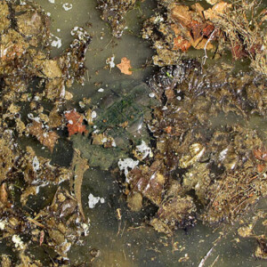 Snapping Turtle <a href="http://maps.google.com/maps/ms?ie=UTF8&hl=en&msa=0&msid=105027265255985195262.000482044cb7b009737ad&ll=40.743095,-75.136871&spn=0.313699,0.580215&t=h&z=11&iwloc=000483bbf961774656b3e">Upper Bucks </a>