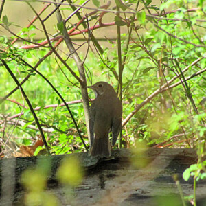 Veery, a small forest thrush Veery