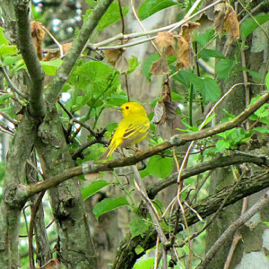 Yellow Warbler yellow warbler