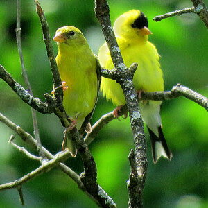 American Goldfinch Pair American Goldfinch Pair