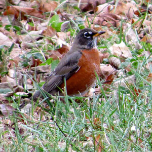American Robin American Robin