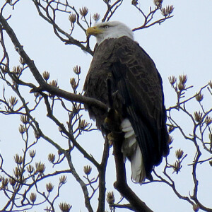 Bald Eagle Bald Eagle
