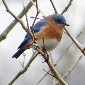 Eastern Bluebird - Male Eastern Bluebird - Male