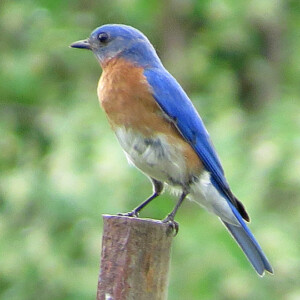 Eastern Blue Bird Eastern Blue Bird