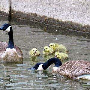 Canada Geese with Goslings Canada Geese with Goslings