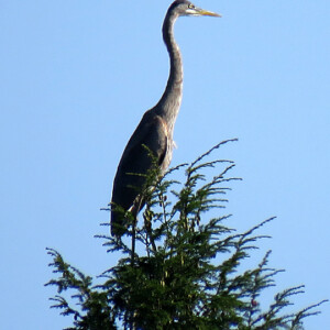 Great Blue Heron on top of an evergreen tree Great Blue Heron on top of an evergreen tree