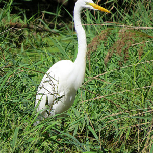 Great Egret Great Egret