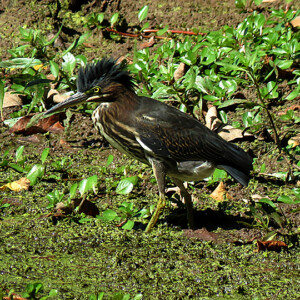 Green Heron on pond Green Heron