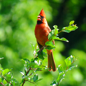 Northern Cardinal Northern Cardinal