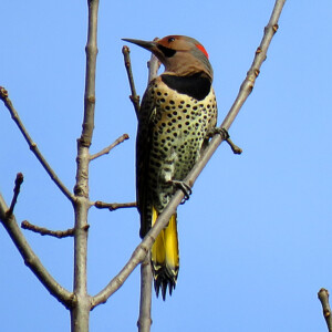Northern Flicker with Yellow Shaft
