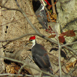 Pair of Pileated Woodpeckers Pair of Pileated Woodpeckers