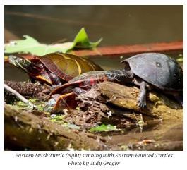 eastern musk turtle