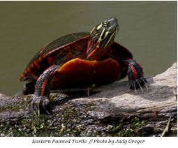 Eastern painted turtle