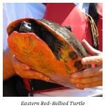 eastern red-bellied turtle or cooter