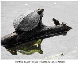 northern map turtle